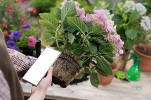Hands holding rootbound plant and smartphone with blank screen during garden repotting task. photo