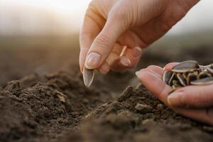 Hand sowing sunflower seed into soil at dawn, symbolizing new beginning and cultivation photo