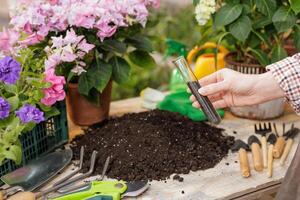 Soil testing in garden setting with flowers, tools, and fresh potting soil on a wooden table. photo