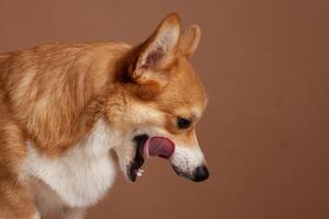 Corgi dog licking nose with tongue out, side profile view against plain brown studio backdrop. photo