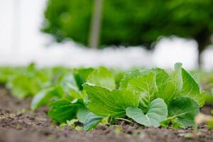 Young green cabbage growing in rows on open farm soil, fresh organic vegetable cultivation. photo