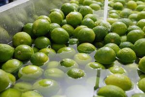 Clean green limes in bulk at washing station, citrus ready for packaging. photo