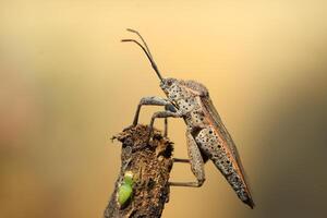 side view Physomerus grossipes with bokeh background photo