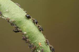 Black bean aphid colony on Young Long Bean Pods Close Up of Insect Infestation photo