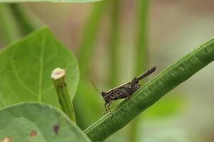 Tetrix subulata perched on a long bean pod with a soft bokeh background photo