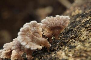 Schizophyllum commune split gill mushroom Growing on Tree Bark photo