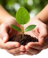 Two cupped hands gently hold a mound of soil from which a small green plant photo