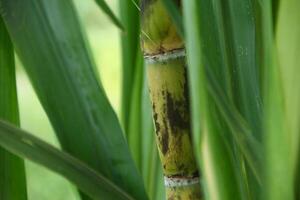 A close up of a bamboo plant with leaves photo