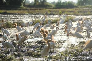 The little egret or Egretta garzetta is a species of little egret in the family Ardeidae, a flock of little egrets that are foraging in rice fields that are being plowed photo