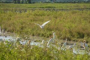 White egrets flying over the marsh in a field photo
