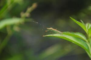 Leptocorisa Oratorius or stinging grasshopper on the leaves of young rice plants photo