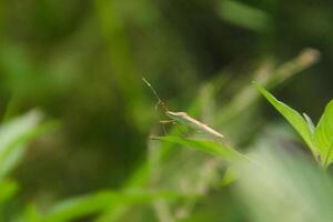 A bug is standing on top of a green leaf photo