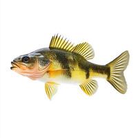 Yellow Perch Detailed Image, Freshwater Fish with Dark Stripes, Isolated on White photo