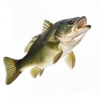Largemouth Bass with Open Mouth, Detailed Fins on a White Background Stock photo