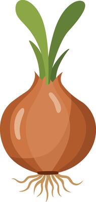 Brown Onion with Green Shoots
