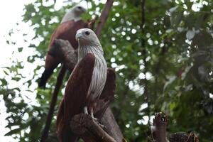 Eagle on the tree in forest photo