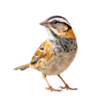 Rufous collared sparrow standing isolated on transparent background. png