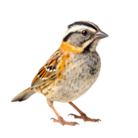 Rufous wildlife collared sparrow standing isolated on transparent background. png