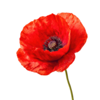Red poppy blossom close up isolated on transparent background. png