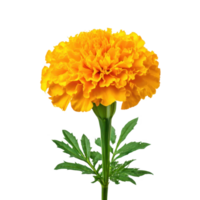 Marigold flower close up isolated on transparent background. png