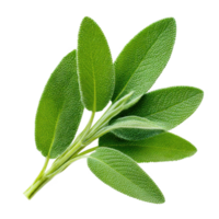Fresh sage leaves close up isolated on transparent background. png