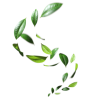 Greenery leaves flying swirl movement cutout transparent backgrounds 3d rendering png
