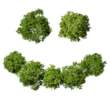Smile concepts greenery trees jungles top view isolated transparent backgrounds 3d rendering png