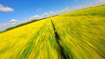 Immersive fast FPV drone flight over blooming yellow rapeseed fields under clear summer sky. Perfect for agriculture, dynamic motion, and seasonal concepts. video