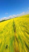 Immersive fast FPV drone flight over blooming yellow rapeseed fields under clear summer sky. Perfect for agriculture, dynamic motion, and seasonal concepts. video