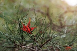 A red leaf on a pine tree photo