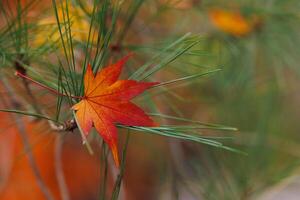 A red leaf is on a pine tree branch photo
