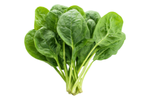 Fresh spinach bundle close-up png