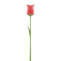 Single red rose with long green stem and single leaf, symbolizing love and elegance, isolated on transparency background png