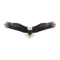 Majestic bald eagle soars with wings fully extended, showcasing its powerful presence and striking white head against clear sky. bird sharp gaze and impressive wingspan convey sense of freedom png