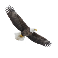 Majestic bald eagle soars through sky with its wings fully extended, showcasing its powerful presence and grace. bird white head and tail contrast with its dark brown body and wings png