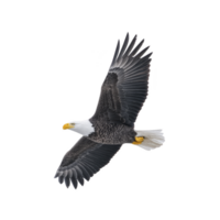 Majestic bald eagle soars through sky, showcasing its impressive wingspan and sharp gaze. bird white head contrasts with its dark body, symbolizing strength and freedom png