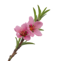 Pink peach blossoms with green leaves on branch, isolated on transparency background, showcasing delicate petals and vibrant colors png