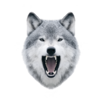 Fierce, snarling wolf head with sharp teeth and intense eyes, showcasing its wild nature and strength. detailed fur texture and expression convey sense of power and dominance png