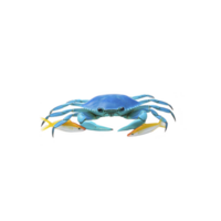 Vibrant blue crab with detailed claws and legs is holding two small fish, showcasing its natural habitat and behavior. image highlights crab striking color and aquatic life png