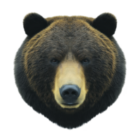 Realistic illustration of bear face showcases its detailed fur and intense gaze, capturing essence of wildlife. bear expression is both powerful and serene png