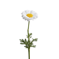 Single white daisy with yellow center stands against plain background, showcasing its delicate petals and green stem. simplicity and elegance of flower evoke sense of calm and purity png