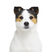 Cute Jack Russell Terrier with white coat and black and tan markings sits against plain background, looking directly at camera with attentive expression png