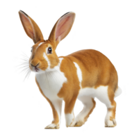 Cute brown and white rabbit stands alertly with its ears perked up, showcasing its soft fur and curious expression. rabbit detailed features and vibrant colors make it appear lifelike and engaging png