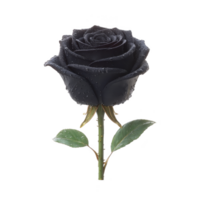 Single black rose with dewdrops on petals, symbolizing mystery and elegance, stands against plain background. green stem and leaves contrast with dark bloom png
