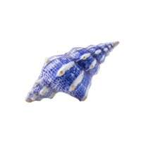 Blue and white patterned seashell with spiral shape and textured surface, isolated on transparency background. shell intricate design and vibrant colors create striking visual effect png