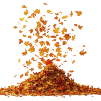 Vibrant pile of autumn leaves is captured mid air, showcasing dynamic and colorful display of fall foliage. leaves, in shades of orange, yellow, and red, create lively and seasonal atmosphere png