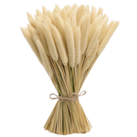 Bundle of dried wheat stalks tied with twine, showcasing rustic and natural aesthetic. wheat is arranged neatly, highlighting its texture and golden hue, perfect for decoration png