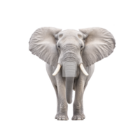 Elephant stands facing forward, showcasing its large ears and tusks against plain background. image highlights elephant majestic presence and intricate details of its skin texture png