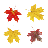 Four vibrant autumn leaves in red and yellow hues are displayed against transparency background, showcasing beauty of fall foliage. Each leaf has unique shape and color pattern png