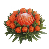 Vibrant arrangement of orange protea flowers with lush green leaves, showcasing stunning floral display. central bloom is large and surrounded by smaller buds, creating harmonious and eye catching png